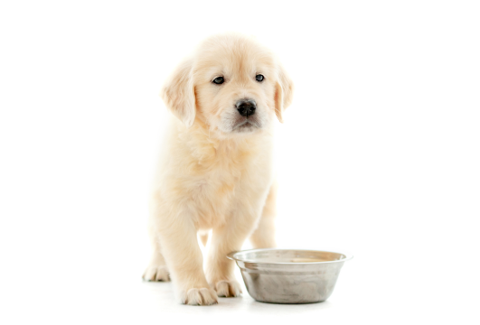 golden-retriever-puppy-sits-near-bowl-2022-12-17-00-11-38-utc 1