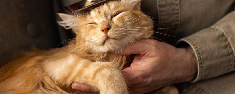 elderly-person-with-pet-cat-min