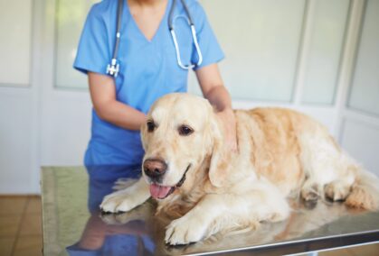 Canitas veterinaria Canitas veterinaria