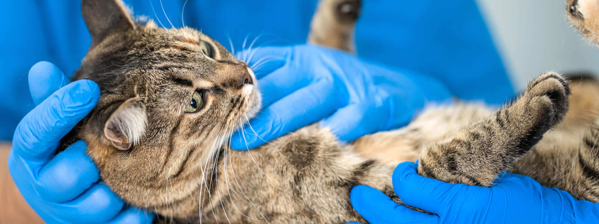 Clinica Veterianaria Canitas