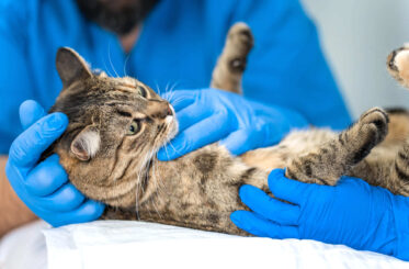 Clinica Veterianaria Canitas