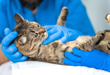 Clinica Veterianaria Canitas Clinica Veterianaria Canitas