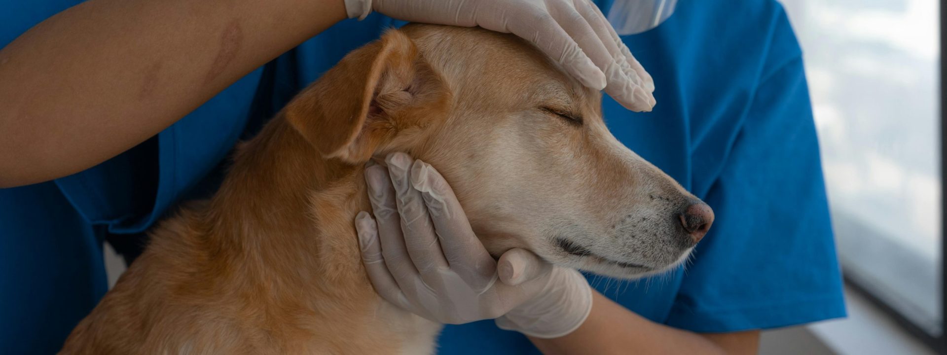 Veterinario madrid Veterinario madrid