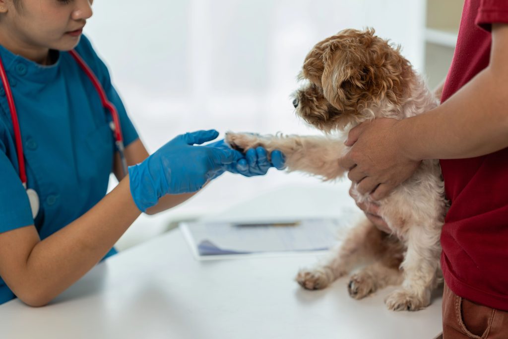 Opiniones Canitas Barcelona