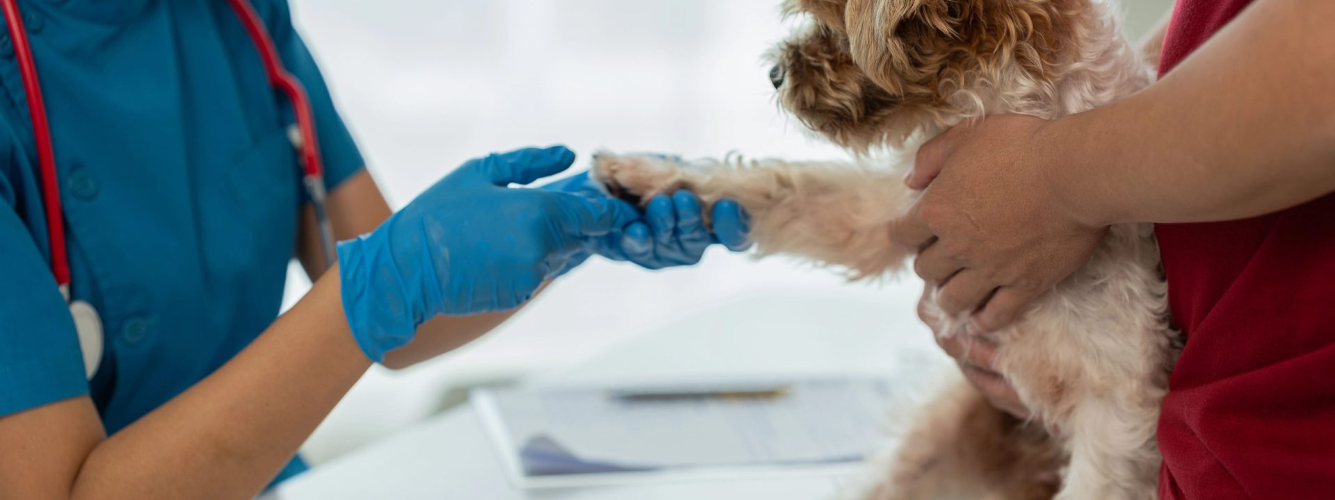 Opiniones Canitas Barcelona