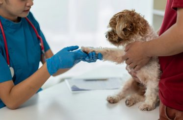 Opiniones Canitas Barcelona