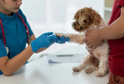 Opiniones Canitas Barcelona