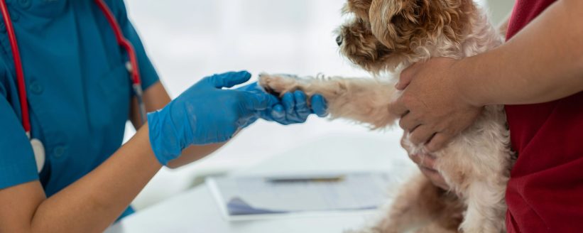 Opiniones Canitas Barcelona Opiniones Canitas Barcelona