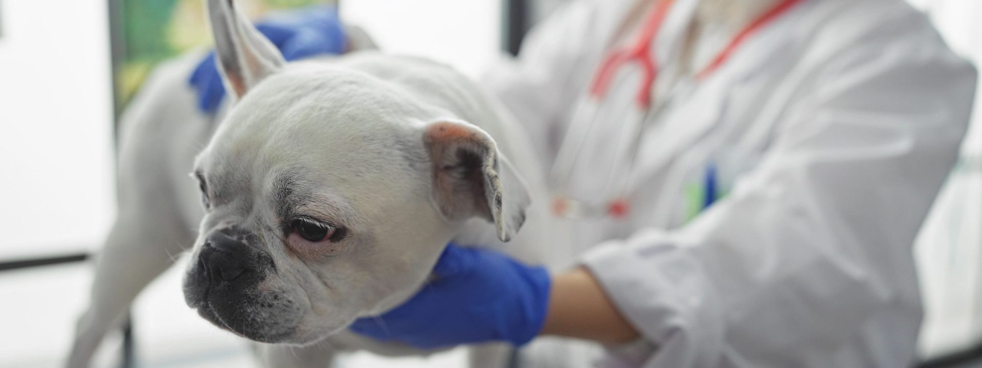 Opiniones canitas jerez