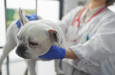 Opiniones canitas jerez