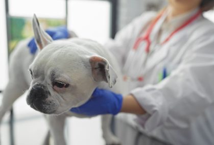 Opiniones canitas jerez