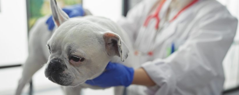 Opiniones canitas jerez Opiniones canitas jerez