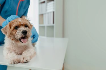 Veterinaria Barcelona