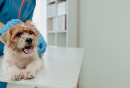 Veterinaria Barcelona Veterinaria Barcelona