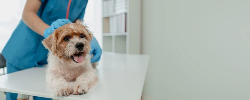 Veterinaria Barcelona