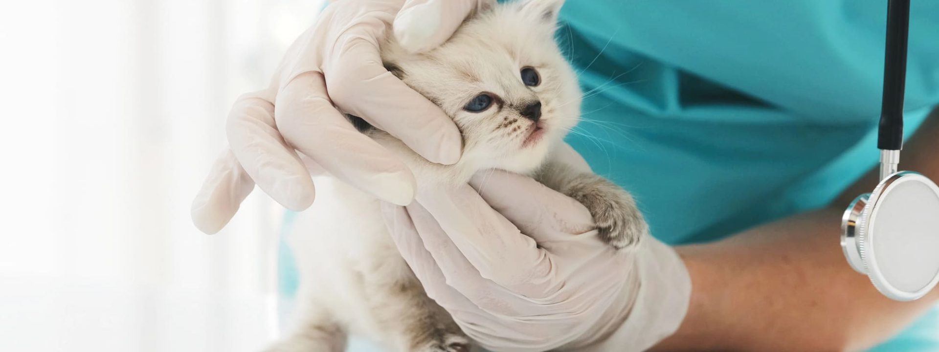 Veterinaria Córdoba