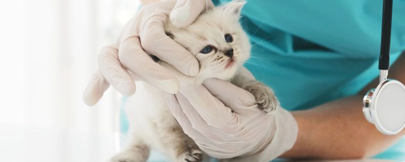 Veterinaria Córdoba