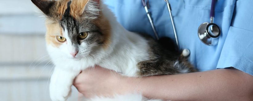 Veterinario Murcia Veterinario Murcia